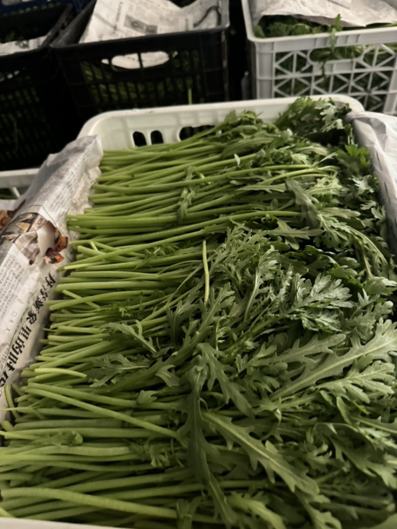 【稳定供货】江苏精品茼蒿大量上市新鲜供应对接市场商超批发