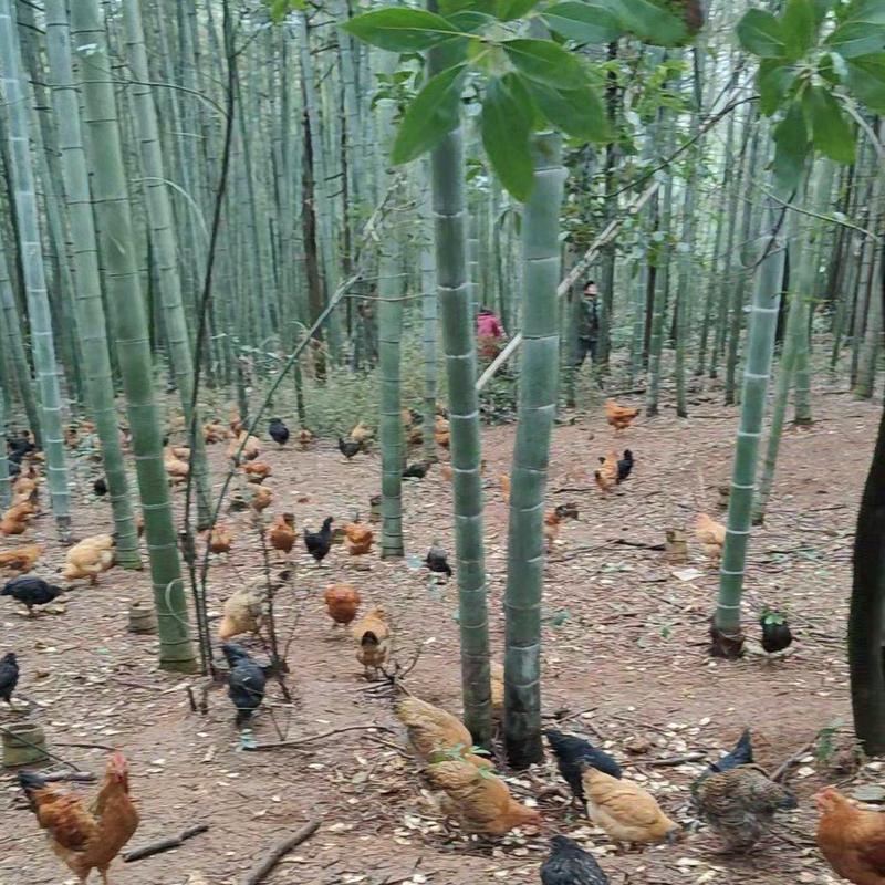 大量供应林下散养鸡