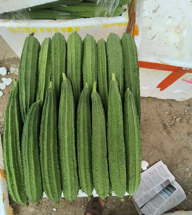 广西新鲜丝瓜现摘现发