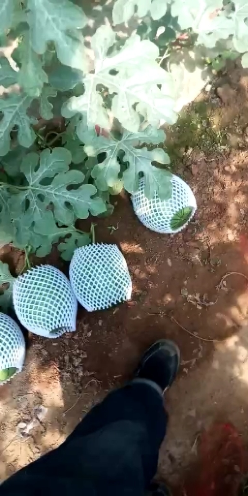 吊篮西瓜