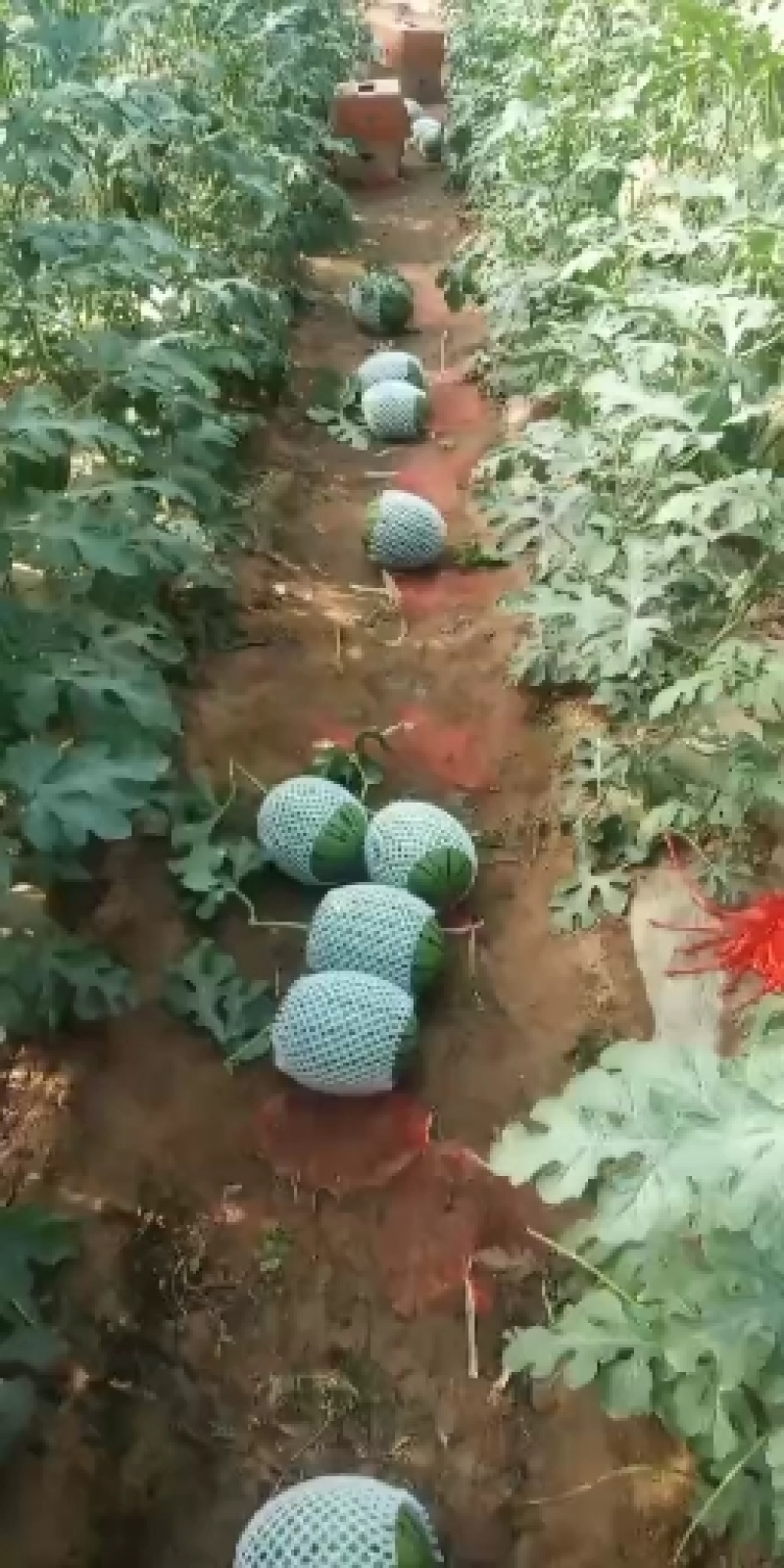 吊篮西瓜