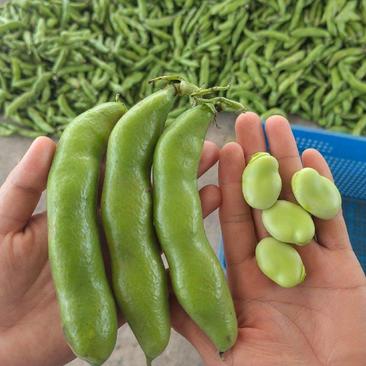 汉中蚕豆，胡豆，颗粒饱满。新老品种均有产地直供，全国发货