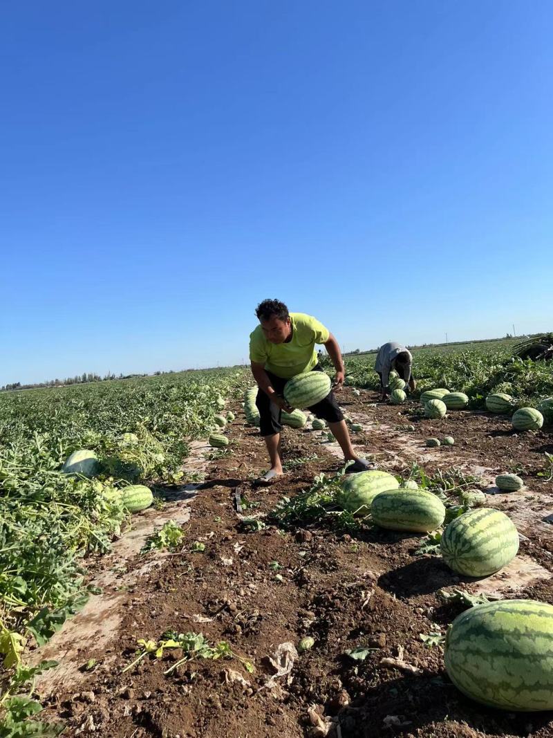 美丽大新疆昌吉红金城硒砂瓜产地直发一手货源对接电商