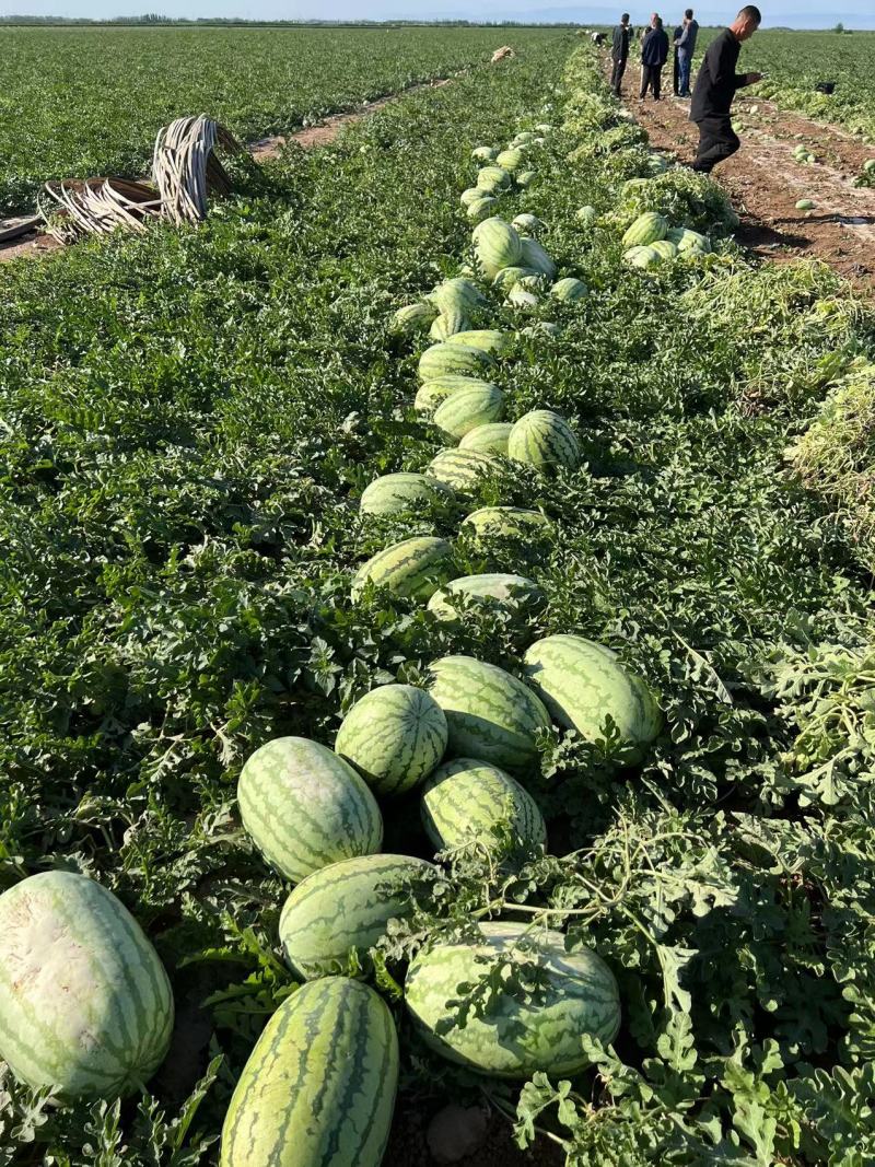 美丽大新疆昌吉红金城硒砂瓜产地直发一手货源对接电商