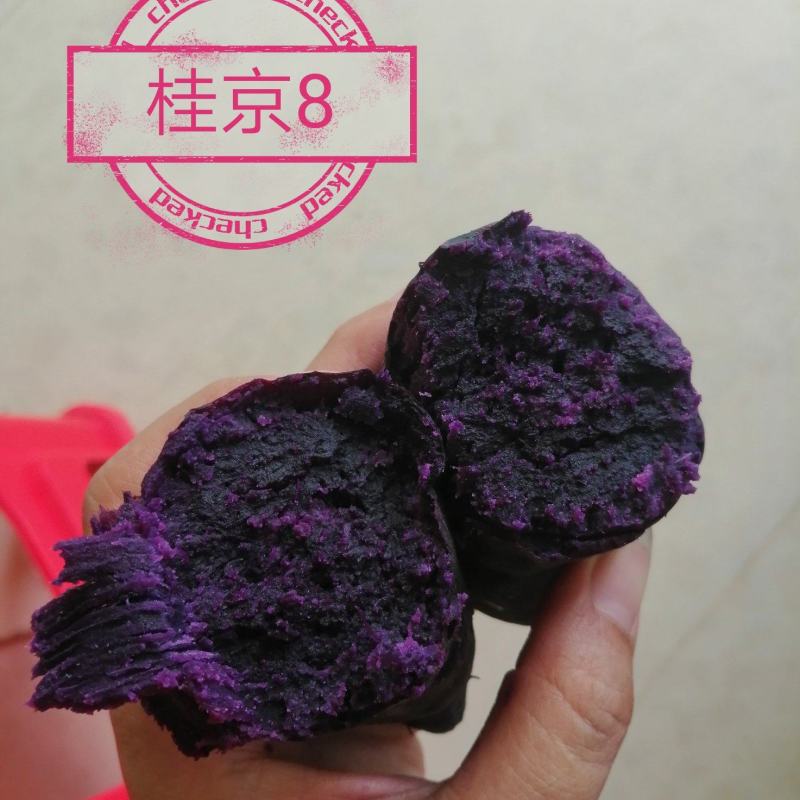 桂京8软糯香甜大量上市供应商超市场工厂等等