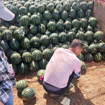 陕西渭南大棚甜王西瓜大量上市产地直供保证质量