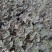 精品金线莲