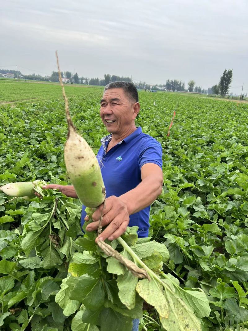 青萝卜大量上市直接电商商超一手货源。产地直发。代收代发