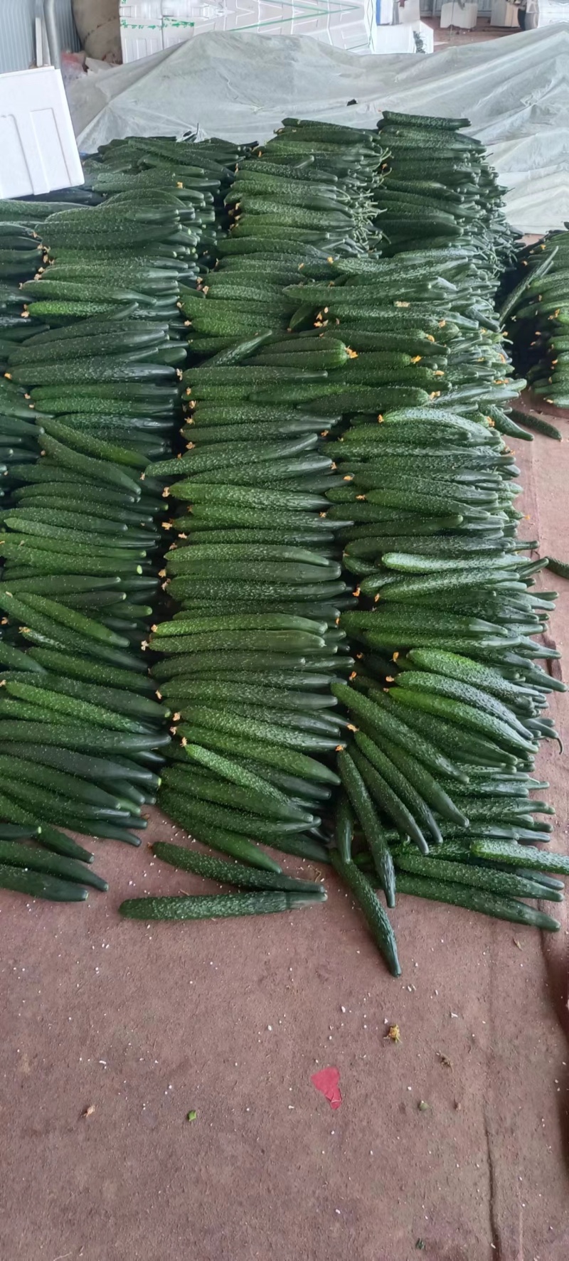 山东黄瓜【密刺黄瓜】顶花带刺优质密刺黄瓜，质量好，货源充足