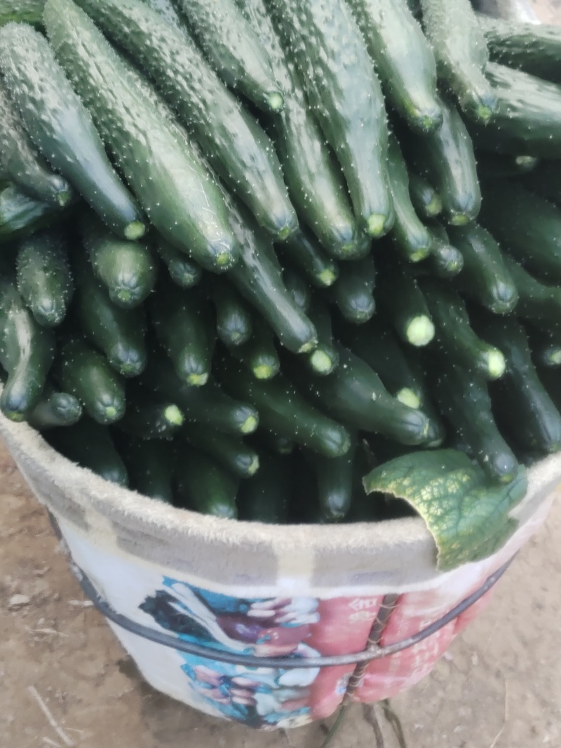 河南商丘夏邑精品密刺黄瓜大量有货需要联系