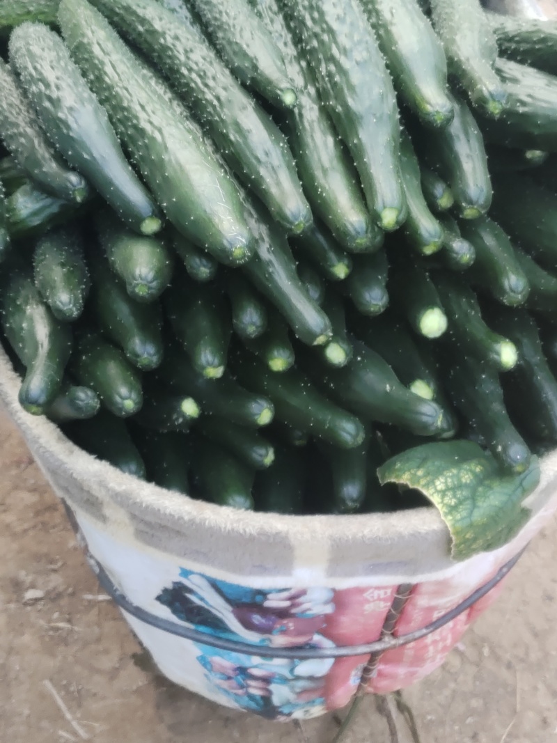 河南商丘夏邑精品密刺黄瓜大量有货需要联系