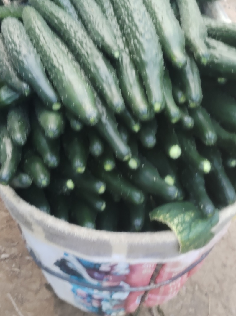 河南商丘夏邑精品密刺黄瓜大量有货需要联系