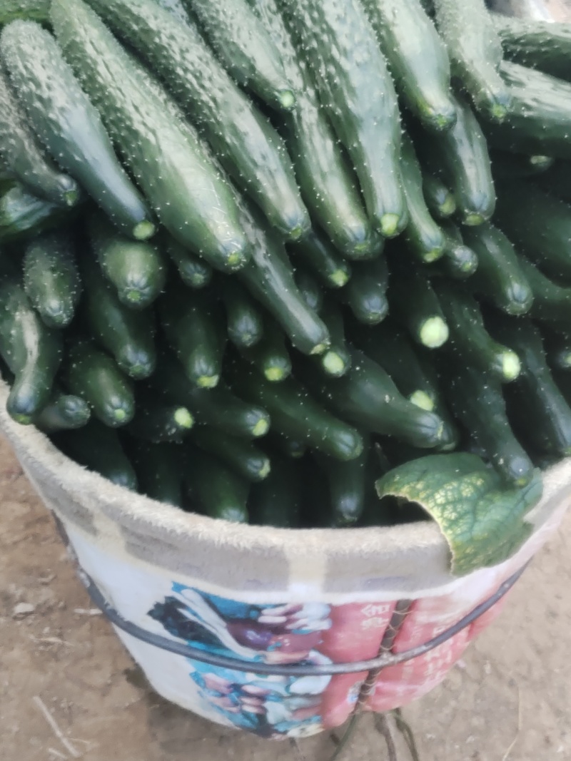 河南商丘夏邑精品密刺黄瓜大量有货需要联系