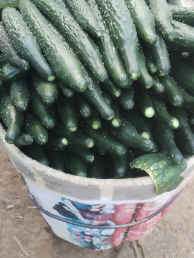 河南商丘夏邑精品密刺黄瓜大量有货需要联系