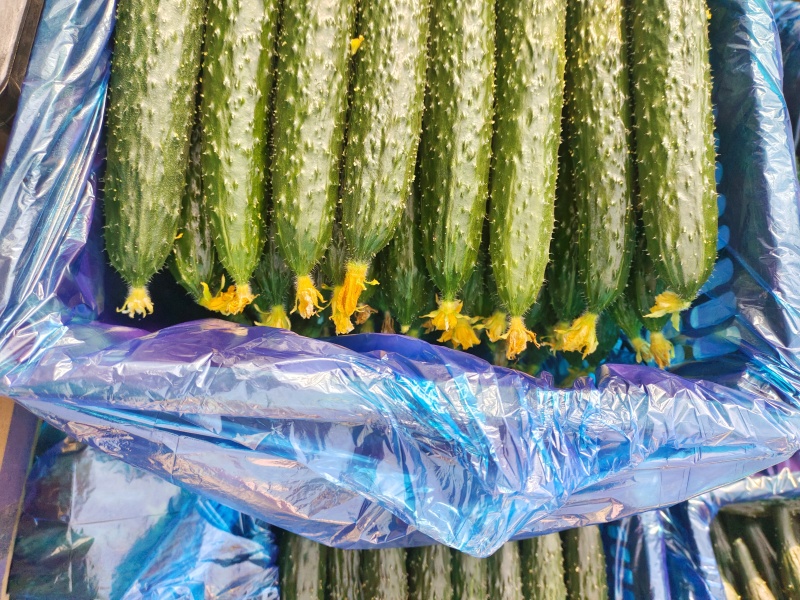 河南商丘夏邑精品密刺黄瓜大量有货需要联系