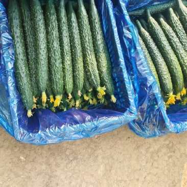 河南商丘夏邑精品密刺黄瓜大量有货需要联系