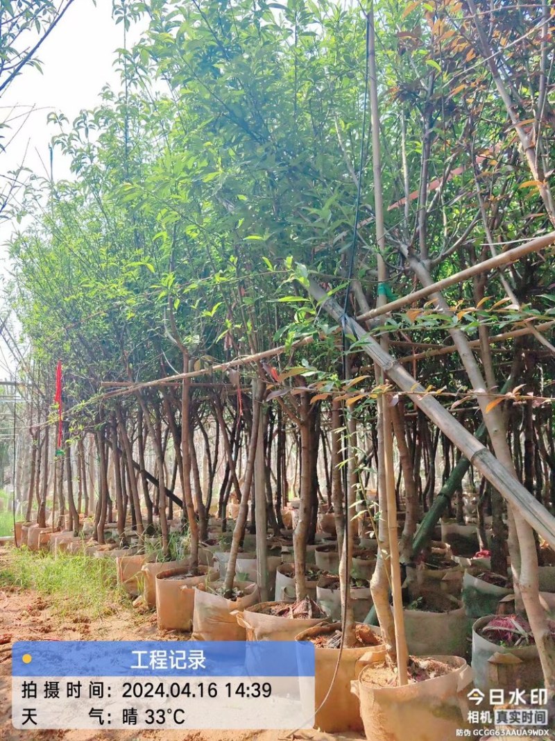 桃花树基地直销规格齐全欢迎老板来电咨询合作