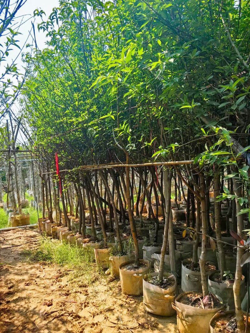 桃花树基地直销规格齐全欢迎老板来电咨询合作