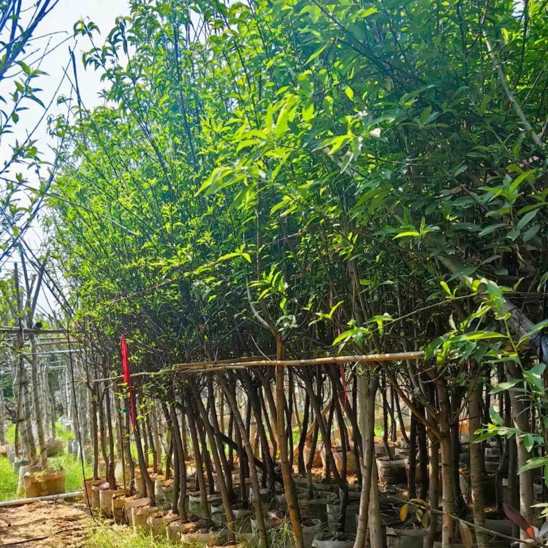 桃花树基地直销规格齐全欢迎老板来电咨询合作