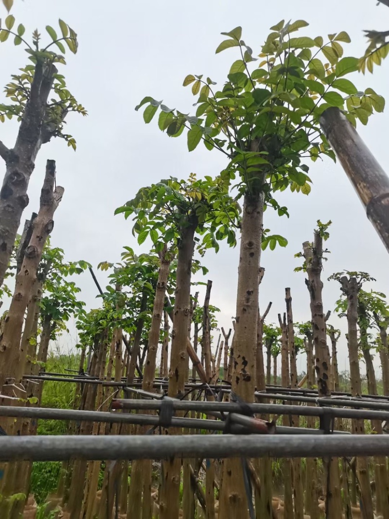 火焰木树基地直销规格齐全欢迎老板来电咨询合作