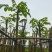 火焰木树基地直销规格齐全欢迎老板来电咨询合作