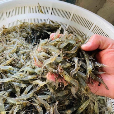 新鲜小河虾/诚信商家/对接各类采购商/冰鲜可发全国/