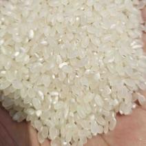 粥米、辅料大米、糕点专用大米、优点是淀粉含量丰富