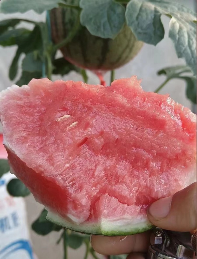 陕西蒲城938吊兰西瓜，产地直发，精品悬空西瓜，脆甜鲜美