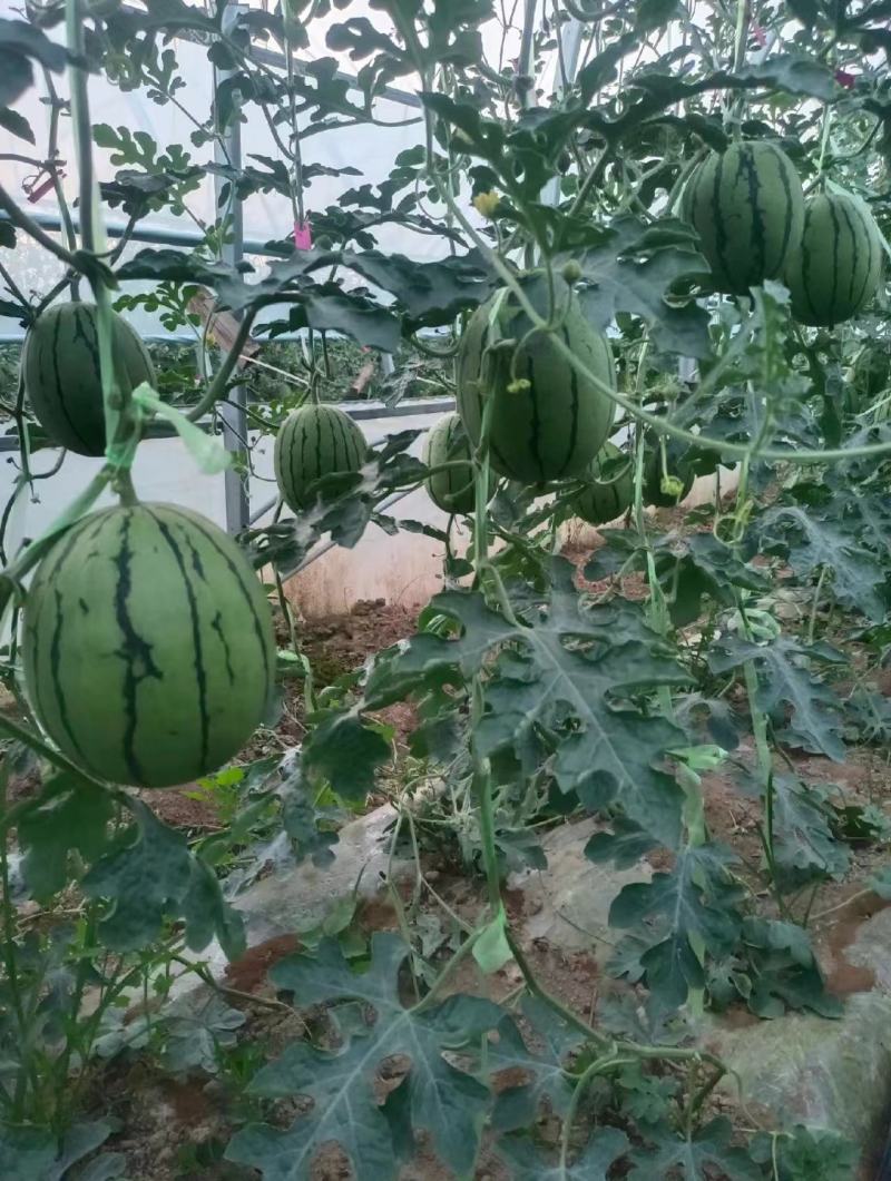 陕西蒲城938吊兰西瓜，产地直发，精品悬空西瓜，脆甜鲜美