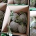 陕西蒲城938吊兰西瓜，产地直发，精品悬空西瓜，脆甜鲜美