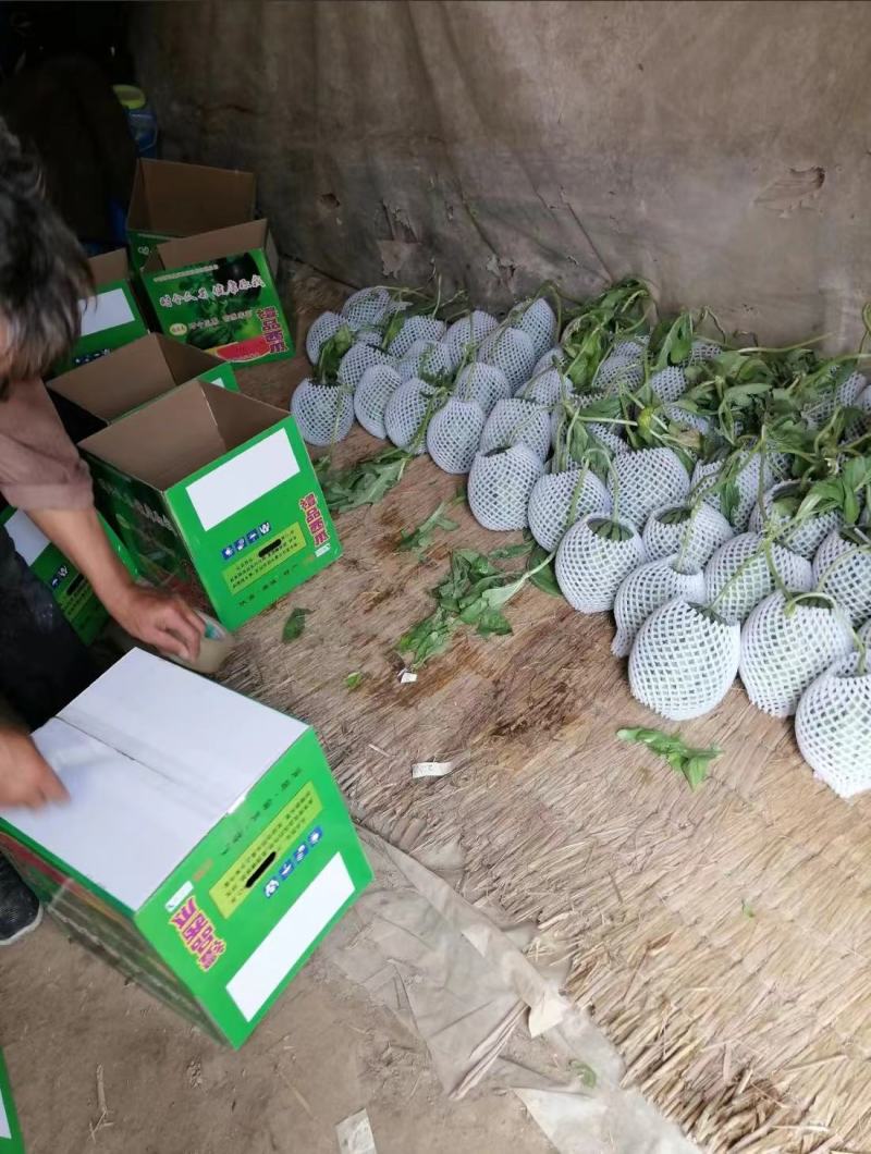 陕西蒲城938吊兰西瓜，产地直发，精品悬空西瓜，脆甜鲜美