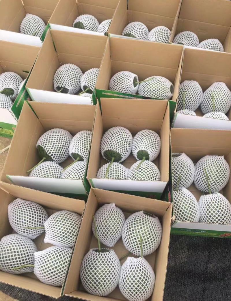 陕西蒲城938吊兰西瓜，产地直发，精品悬空西瓜，脆甜鲜美