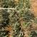 优质铁皮石斛驯化苗、基地现拔现发、量大详谈！