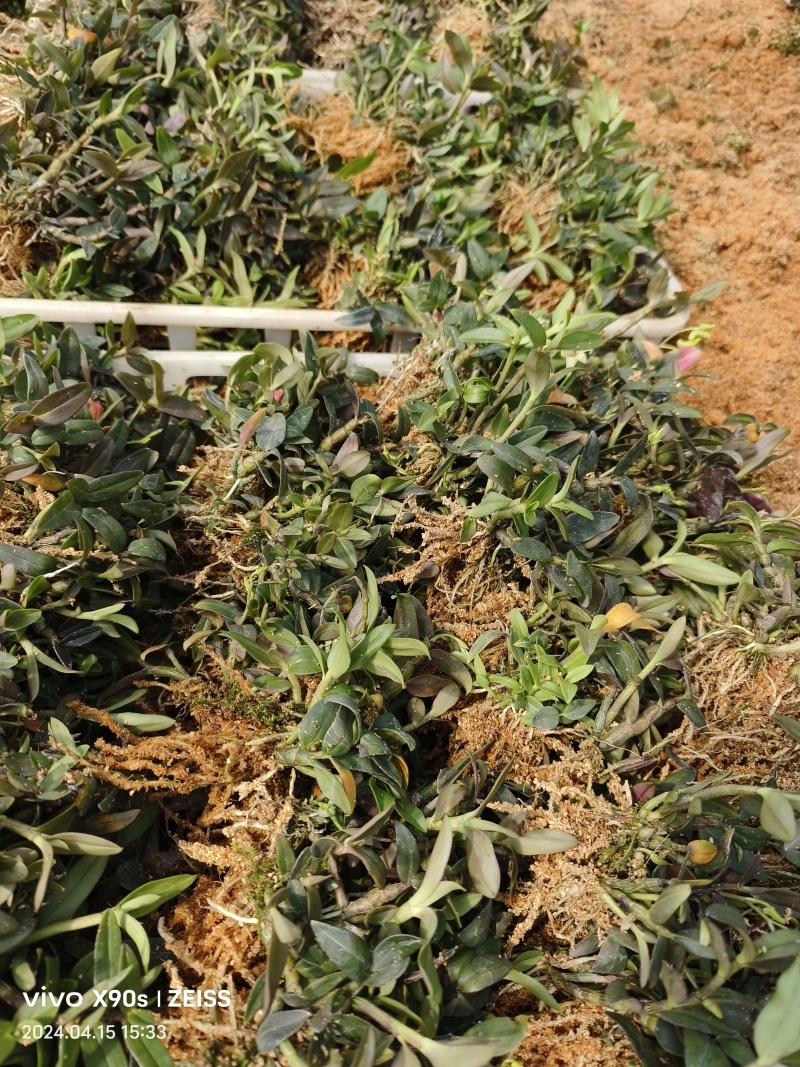 优质铁皮石斛驯化苗、基地现拔现发、量大详谈！