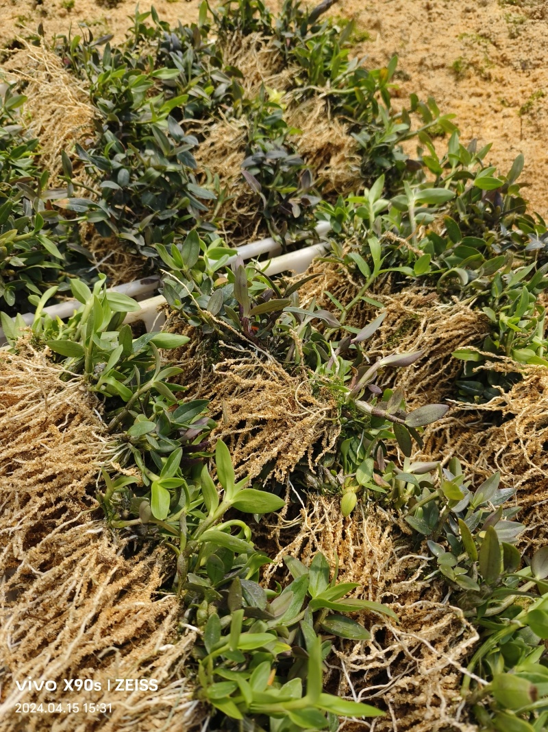 优质铁皮石斛驯化苗、基地现拔现发、量大详谈！
