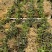 优质铁皮石斛驯化苗、基地现拔现发、量大详谈！