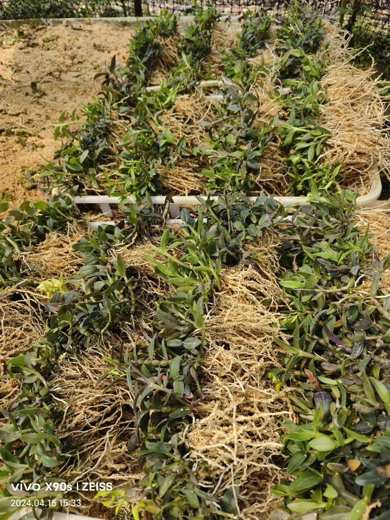 优质铁皮石斛驯化苗、基地现拔现发、量大详谈！