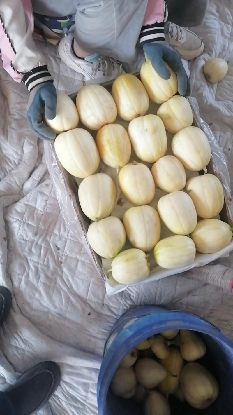 精品黄白瓜（巴盟瓜）口感酥脆爽口多汁，干瓤耐运输