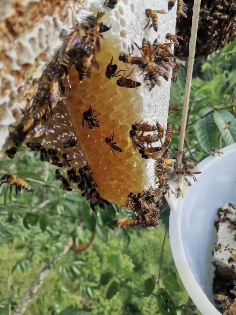 野生土蜂蜜，可批发，代售