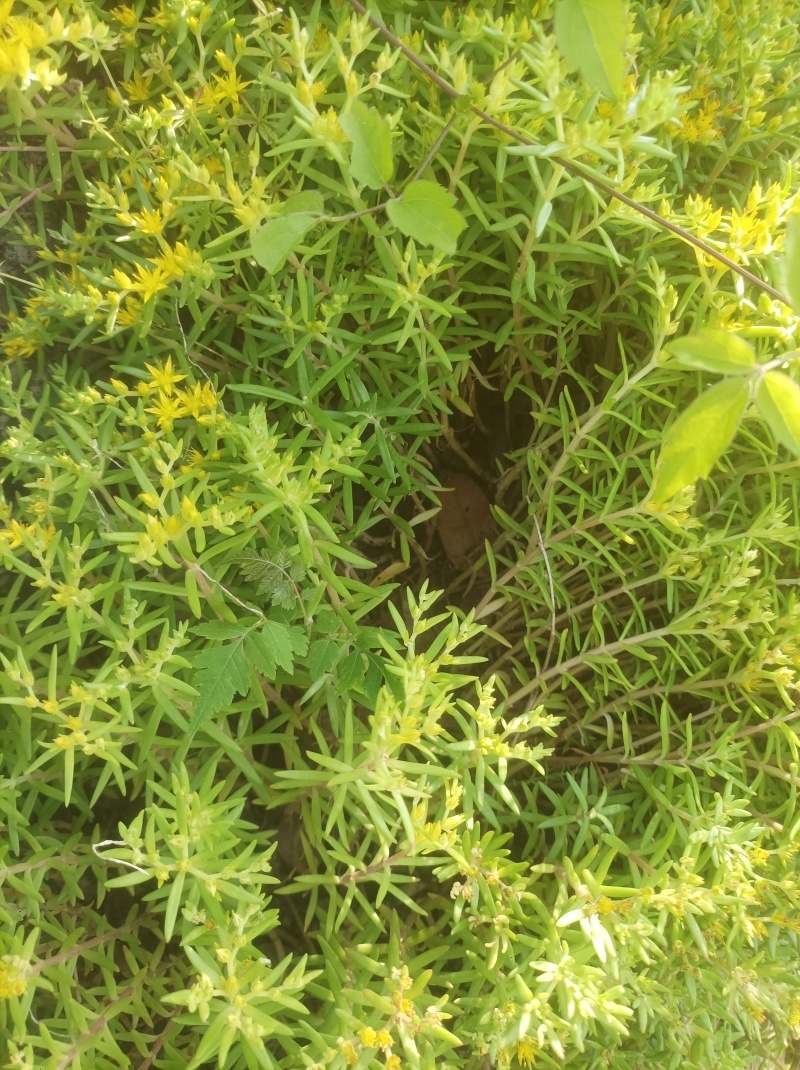 裸根不带土