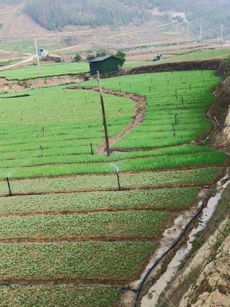 云南松小苗松树苗自家苗圃基地一手货源价格实惠全国发货