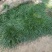虎须菖蒲苗九节菖蒲苗大叶红心现挖现发保证成活率