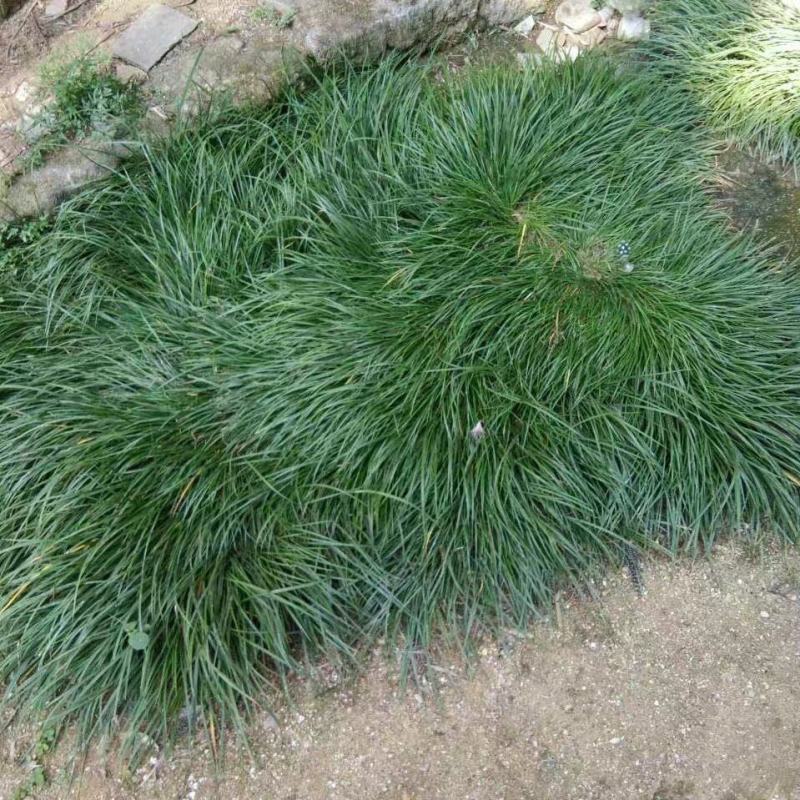 虎须菖蒲苗九节菖蒲苗大叶红心现挖现发保证成活率