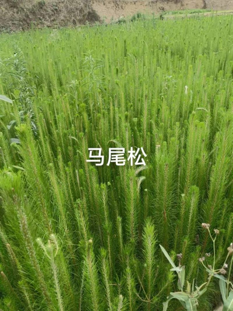 马尾松规格齐全基地发货一手货源成活率高