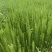 马尾松规格齐全基地发货一手货源成活率高