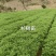 【甄选】杉树苗杉树百亩苗圃基地常年供应规格齐全批发零售