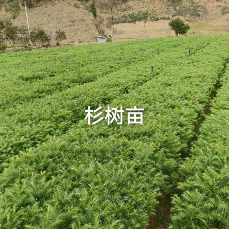 【甄选】杉树苗杉树百亩苗圃基地常年供应规格齐全批发零售