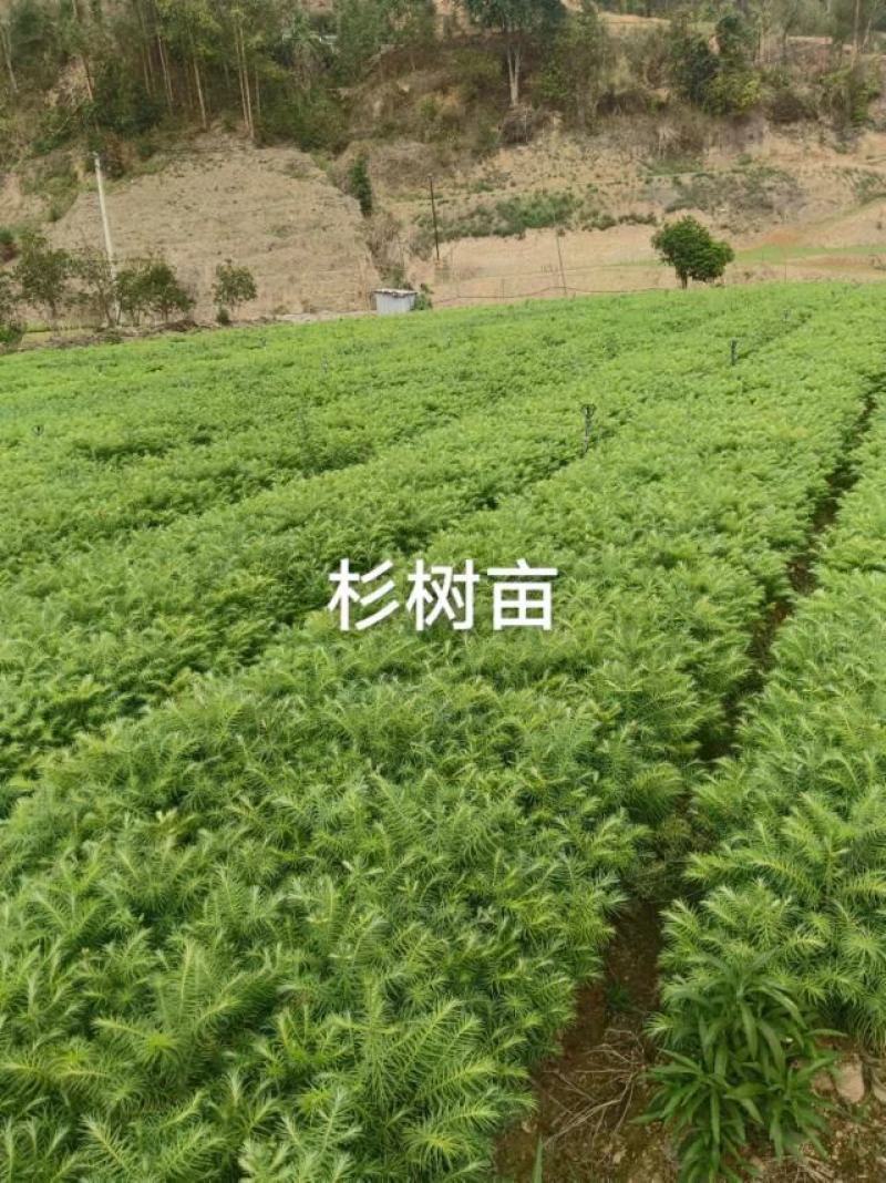 【甄选】杉树苗杉树百亩苗圃基地常年供应规格齐全批发零售