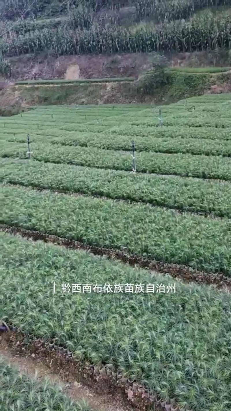 【甄选】杉树苗杉树百亩苗圃基地常年供应规格齐全批发零售