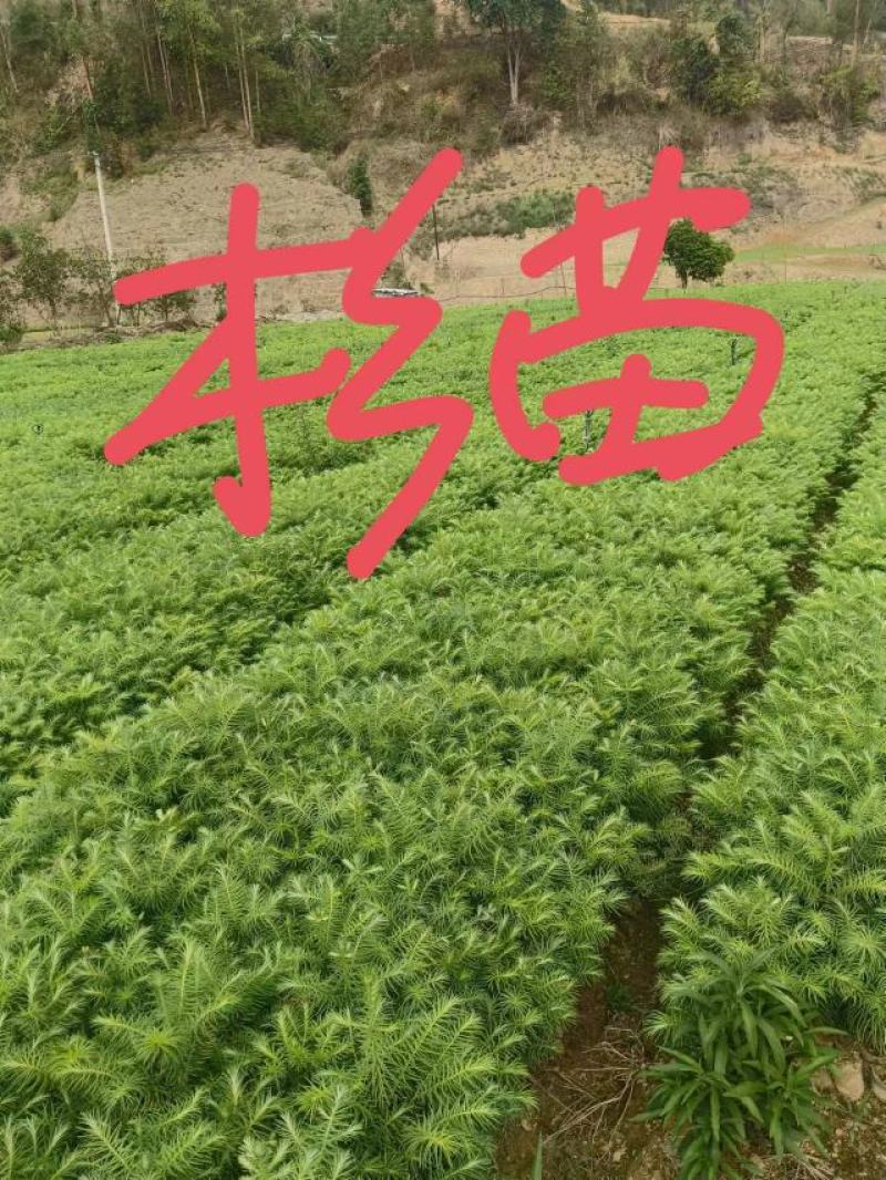 【甄选】杉树苗杉树百亩苗圃基地常年供应规格齐全批发零售